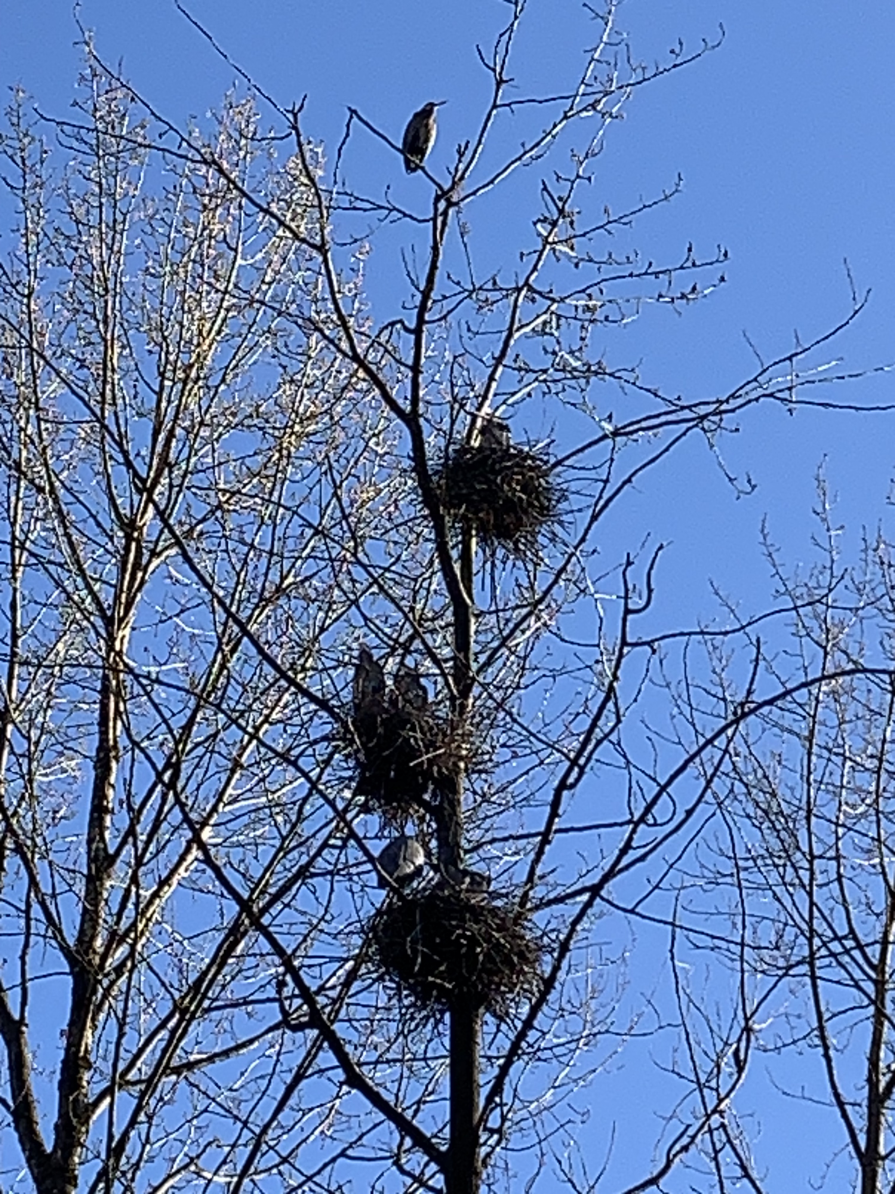 Shannon Shares - March 27, 2024